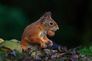 Eurasian red squirrel (Sciurus vulgaris) searching for food in the autumn in the forest with mushrooms in the South of the Netherlands. 