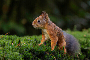 Eurasian red squirrel (Sciurus vulgaris) searching for food in the autumn in the forest in the South of the Netherlands. 