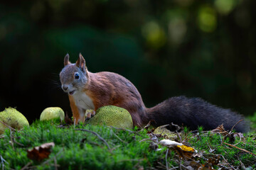 Eurasian red squirrel (Sciurus vulgaris) searching for food in the autumn in the forest with mushrooms in the South of the Netherlands. 