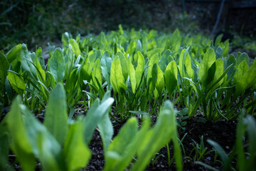 Obraz premium ほうれん草のスプラウト