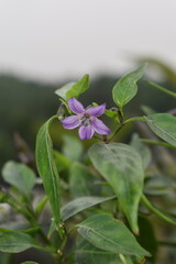 flower of a plant