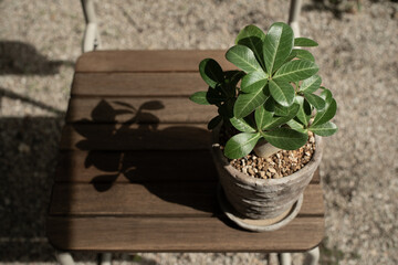 庭のアデニウム（アラビカム・ブラックゴジラ）