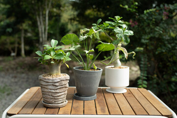 庭のアデニウム（オベスム・ヴィーナス　アラビカム）とシンゴニウム