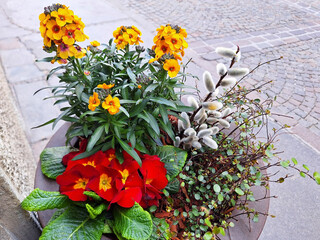Multi-colored flowers erysimum, pussy-willow, primula bloom in a pot on a city street.