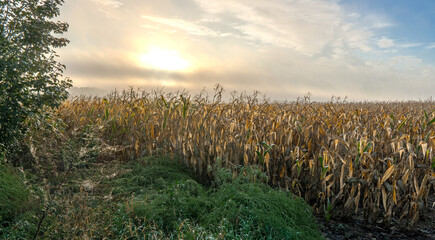 Obraz premium Sunrise over a corn field on a foggy morning.