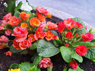 Primula with red flowers blooms in a pot.