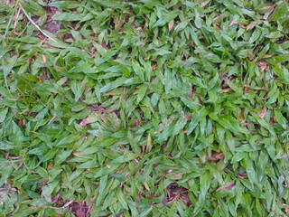 Close Up View Of Green Grass With Wide Leaf Texture On The Ground Surface