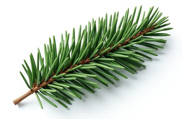 pine branch with cones