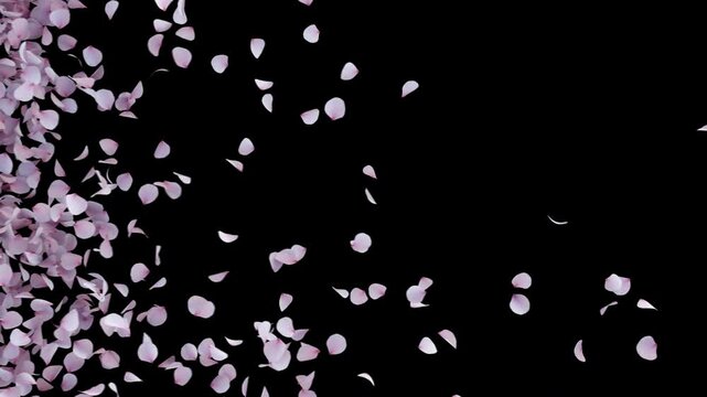 Cherry Blossom Transition on Alpha channel. Transition of cherry blossom place on footage or background and easier to adjust colour.
