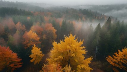 Misty Autumn Forest Path: Serene Nature Walk with Vibrant Foliage and Soft Fog