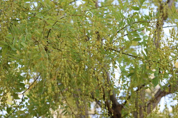 Styphnolobium japonicum is a species of deciduous tree