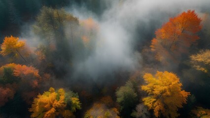 Fototapeta premium Misty Autumn Forest Path: Serene Nature Walk with Vibrant Foliage and Soft Fog