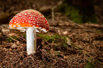 Poisonous red fly agaric Amanita muscaria, a hallucinogenic mushroom growing in the forest.