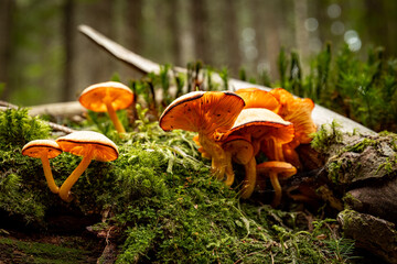 Autumn mushroom picking season, mushrooms in the forest on a stump.