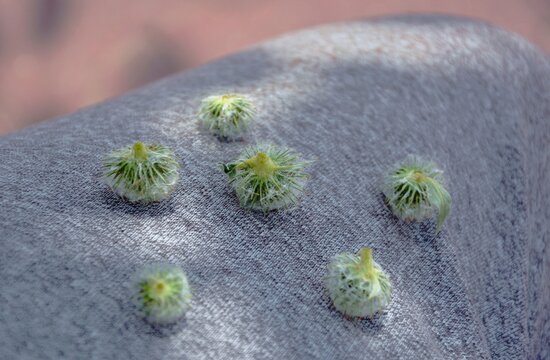Arctium lappa, bur plants attached to the trouser.