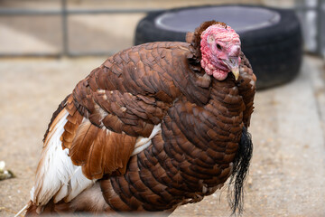 Heritage turkey, heritage turkey with brown and white feathers in a farm