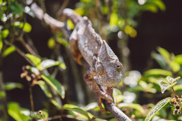 Madagascar - Closeup of a chameleon on a branch