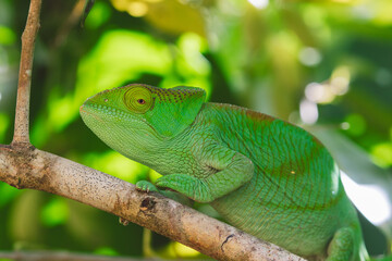 Madagascar - Closeup of a chameleon on a branch