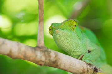 Madagascar - Closeup of a chameleon on a branch