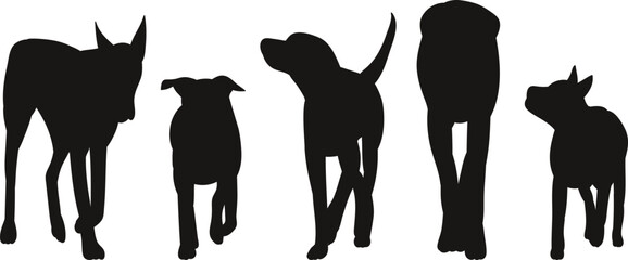 Obraz premium dogs of different breeds walking silhouette, vector