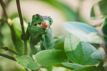 Madagascar - Closeup of a chameleon on a branch © Cristian Bortes
