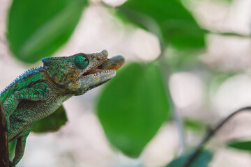 Madagascar - Closeup of a chameleon on a branch