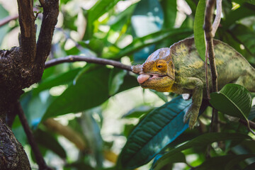 Madagascar - Closeup of a chameleon on a branch