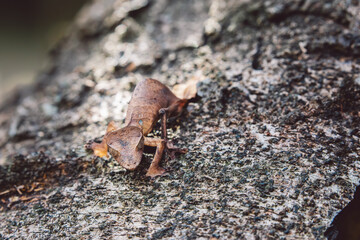 Madagascar - Closeup of a chameleon on a tree trunk