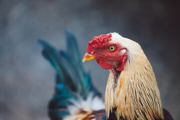 Chicken closeup - Madagascar