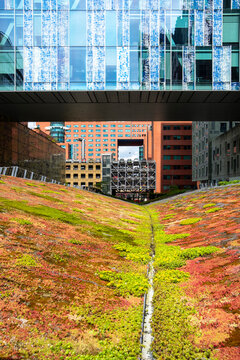 A vibrant, colorful rooftop garden with diverse plant life extends amidst sleek modern office buildings, representing the fusion of nature and contemporary architecture in Rotterdam