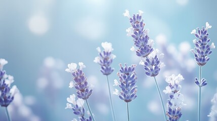 Obraz premium Soft blue backdrop with lavender and white flowers in the foreground, creating a gentle and calming floral composition.