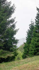 Among pine trees in the depths of the Dolomiti Bellunessi on a cloudy day
