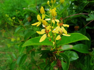 Obraz premium Close up of yellow Golden Shower / Golden Thryallis(Galphimia gracilis) flower in the garden with green leaves in background. photo taken in malaysia
