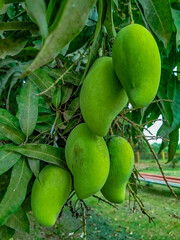 raw mangoes on the tree