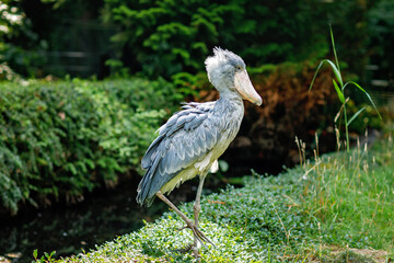 Shoebill or whalehead stands alone The adult is mainly grey while the juveniles are browner. a very...