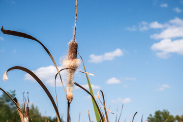 Close up of cattail fluff on reed field on sunny autumn day
