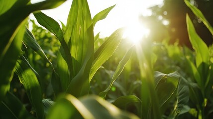 Fototapeta premium Corn farming yield technology: Advanced fertilization and irrigation systems for maximizing production efficiency