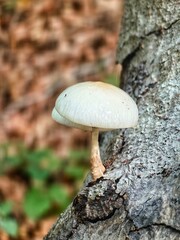 Road pass view to walkway and mountains. Rodopi in Summer.