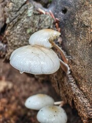 Road pass view to walkway and mountains. Rodopi in Summer.