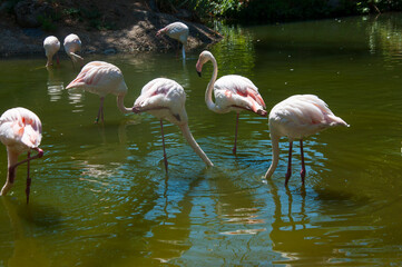 A group of pink flamigos