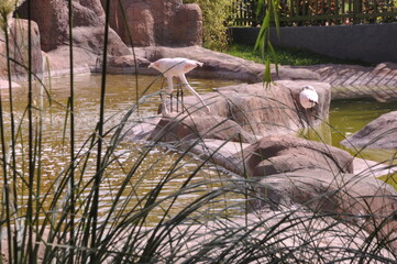 A group of pink flamigos