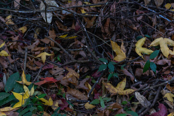 autumn maple trees and maple leaves in the mountains