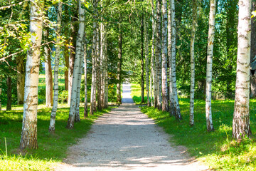 Birch alley in the Mikhailovskoye museum-estate, Pushkin Mountains, Pskov region, Russia