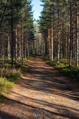 narrow dirt road passing through conifer forest, Finland