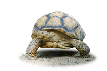 Tortoise, Land turtle isolated on white background. This has clipping path.