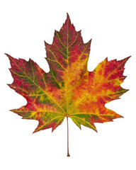 Obraz premium A single leaf in vibrant autumn colors