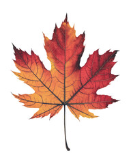 Obraz premium A single leaf in vibrant autumn colors