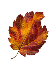 Obraz premium A single leaf in vibrant autumn colors
