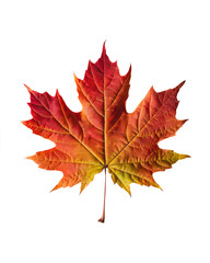 Fototapeta premium A single leaf in vibrant autumn colors