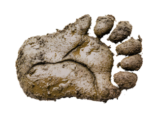 Mud Foot Print Large Footprint in Wet Mud Nature Texture